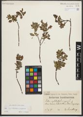 Foto von Salix myrtilloides L. x Salix repens L.